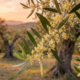 Close-up of Helena Olive Tree - Olea europaea 'Helena' branches with small yellow flowers, framed by fruiting olive trees at sunset. This drought-tolerant tree thrives in arid landscapes.