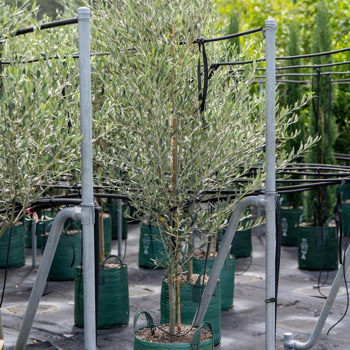 Helena Olive Tree - Olea europaea 'Helena'-Evergreen,Fruiting,Full Sun,Low Water,Moderate Growing,Outdoor,Tree-Nursery Near Me