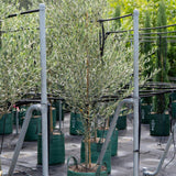 Helena Olive Tree - Olea europaea 'Helena'-Evergreen,Fruiting,Full Sun,Low Water,Moderate Growing,Outdoor,Tree-Nursery Near Me