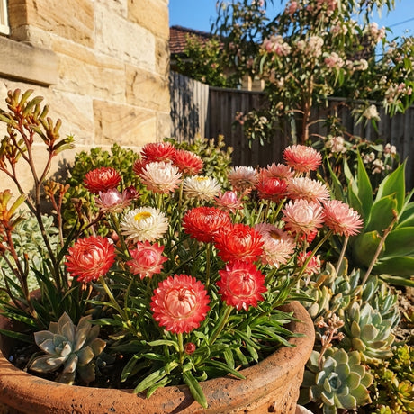 Helichrysum ‘Red Jewel’ blooms in a terracotta pot with pink and white strawflowers, surrounded by succulents and red foliage in a sunny garden, creating a striking ornamental plant display.