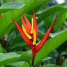 Heliconia mathiasiae 'Mildred'
