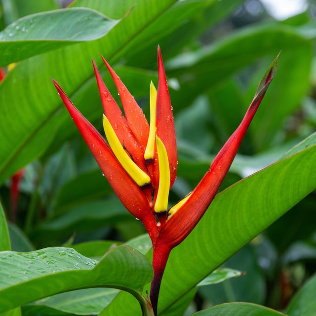 Heliconia mathiasiae 'Mildred': A vibrant red and yellow tropical flower with water droplets, set against lush green leaves—an eye-catching addition ideal for creating a resort-style garden atmosphere.