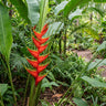 Heliconia pendula 'Red Waxy'