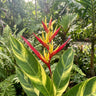 Heliconia psittacorum 'Lady Di'