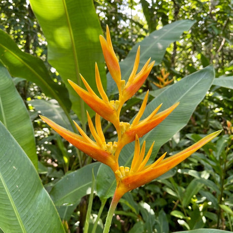 Heliconia psittacorum 'Nickeriensis' features vibrant orange-yellow, pointed blooms contrasted by lush green tropical leaves.