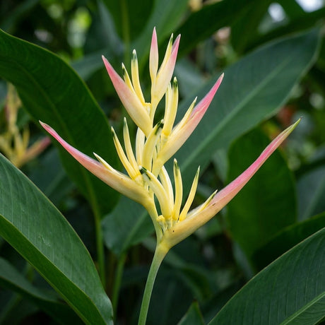Heliconia psittacorum 'Pearl' features yellow and pink blooms with long green leaves, making it a stunning, compact tropical garden plant.