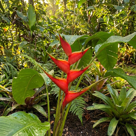 Vivid Heliconia psittacorum 'Petra', a compact tropical flowering plant, stands out among lush green leaves in a sunlit garden.