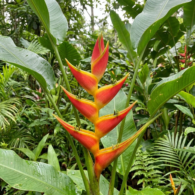 Heliconia psittacorum Pink Lipstick features striking pink and yellow blooms with lush green foliage, making it a stunning addition to any tropical garden.