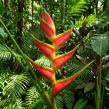 Heliconia psittacorum ‘St Vincent Red’ features bright red, waxy bracts that stand out in tropical green surroundings, making this compact heliconia a striking flower for lush gardens.