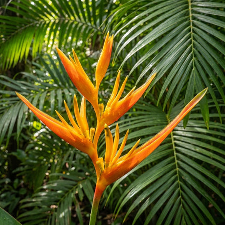 Heliconia psittacorum x spathocircinata ‘Tropics’ features vivid orange, pointed blooms amid lush green leaves—a stunning tropical flower and ideal compact plant for any garden.
