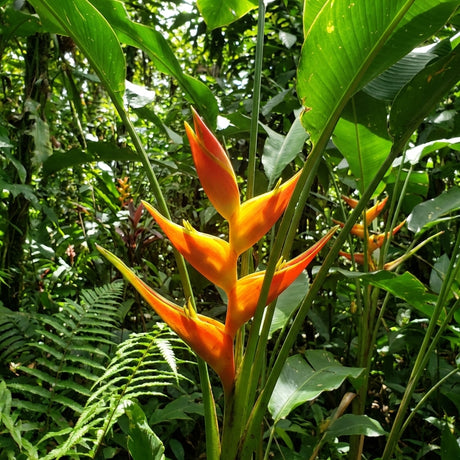 Heliconia stricta Dimples features vivid orange, pointed bracts and lush green foliage. This compact heliconia is a stunning choice for any tropical garden.