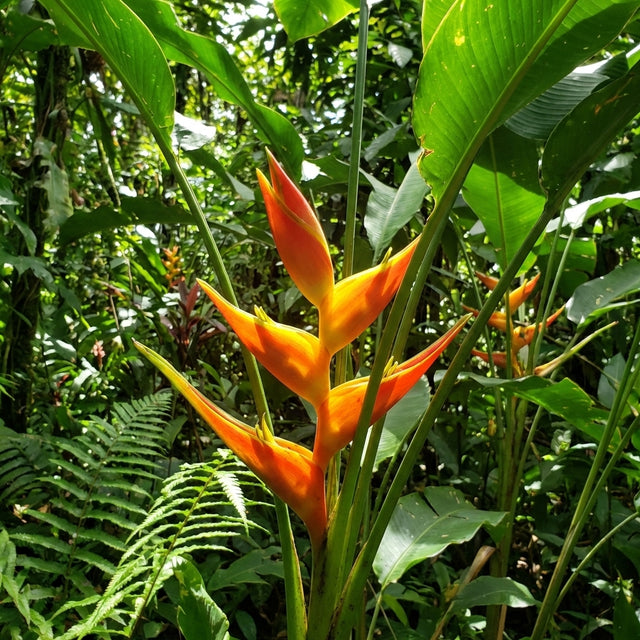 Heliconia stricta Dimples features vivid orange, pointed bracts and lush green foliage. This compact heliconia is a stunning choice for any tropical garden.