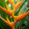 Heliconia stricta ‘Tagami’