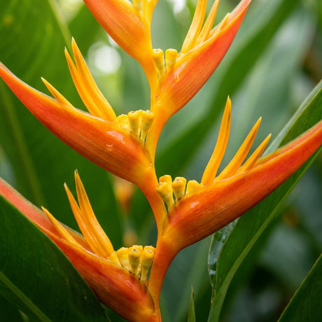 Heliconia stricta ‘Tagami’ features bright orange and yellow flowers with pointed red bracts and lush green leaves, making it a striking choice for any tropical garden.