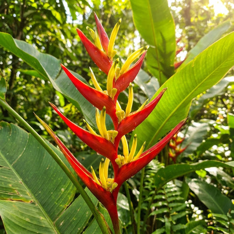 The Heliconia subulata features vibrant red-and-yellow bracts and lush green foliage, making this compact tropical plant a striking addition that adds bold color to any space.