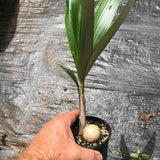 Henry's Palm - Pelagodoxa henryana-Evergreen,Moderate Water,Outdoor,Palm,Partial Shade,rare,Slow Growing,Tropical-Nursery Near Me