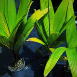 Henry's Palm - Pelagodoxa henryana-Evergreen,Moderate Water,Outdoor,Palm,Partial Shade,rare,Slow Growing,Tropical-Nursery Near Me