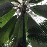 Henry's Palm - Pelagodoxa henryana-Evergreen,Moderate Water,Outdoor,Palm,Partial Shade,rare,Slow Growing,Tropical-Nursery Near Me