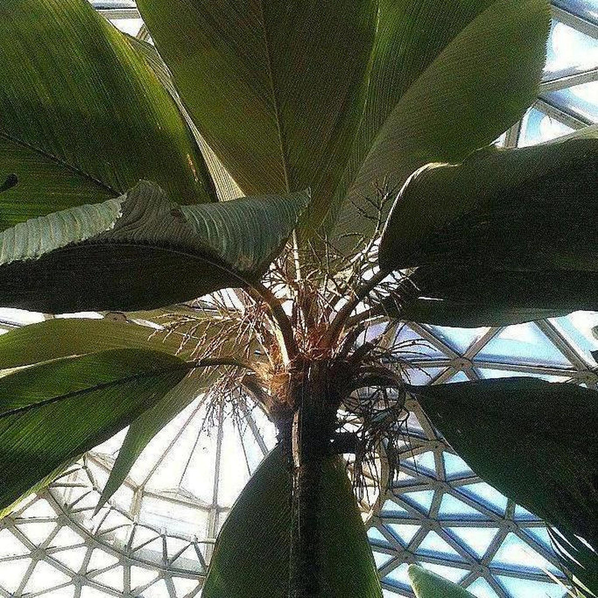 Henry's Palm - Pelagodoxa henryana-Evergreen,Moderate Water,Outdoor,Palm,Partial Shade,rare,Slow Growing,Tropical-Nursery Near Me