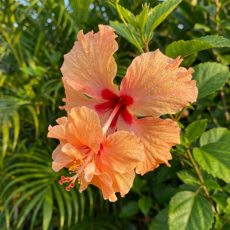Hibiscus ‘El Capitolo’ (Hibiscus rosa-sinensis ‘El Capitolo’) displays peach tropical double-ruffled blooms with a red center, sparkling with raindrops and framed by lush green leaves in the sunlight.