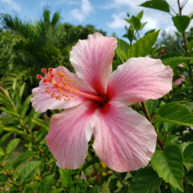 A blooming Lollipops Hibiscus - Hibiscus 'Lollipops' displays vivid pink flowers amid green leaves and a blue sky, highlighting this compact flowering shrub’s vibrant appeal.