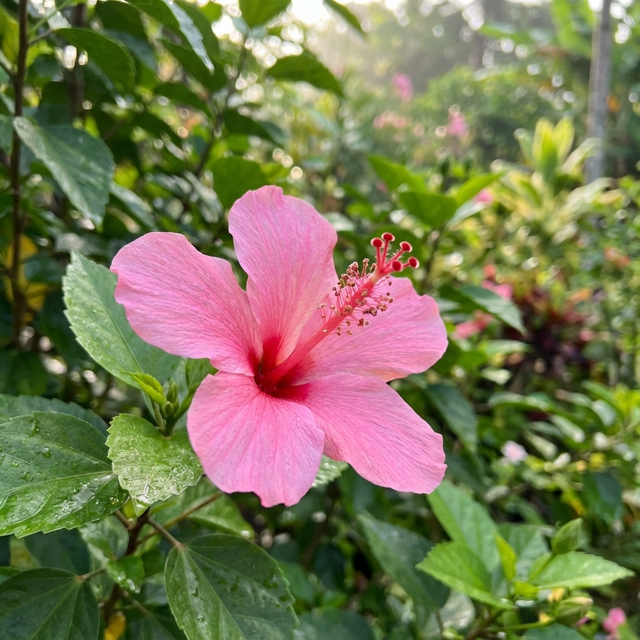 A blooming Tiny Tina Hibiscus - Hibiscus rosa-sinensis 'Tiny Tina' features vibrant pink flowers and lush green foliage, highlighting the compact beauty of this tropical plant on a sunny day.
