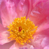 High Fragrance Camellia