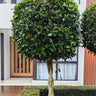 Hills Weeping Fig Tree