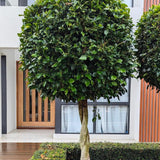 Hills Weeping Fig Tree - Ficus microcarpa hillii-Evergreen,Fast Growing,Moderate Water,Outdoor,Partial Shade,Screening,Tree-Nursery Near Me