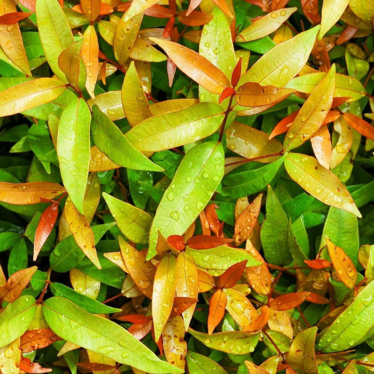Bright green, yellow, and orange leaves with water droplets cover the Australian native Hinterland Gold Lilly Pilly—Syzygium australe 'Hinterland Gold'—creating a vibrant hedge that adds privacy and color to any garden.