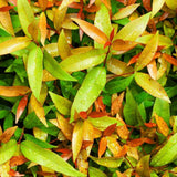 A close-up of vibrant Syzygium australe Hinterland Gold leaves in green, orange, and yellow shades, adorned with sparkling water droplets. This psyllid-resistant plant dazzles with its colors and serves as an ideal privacy screen for your garden.-Nursery Near Me