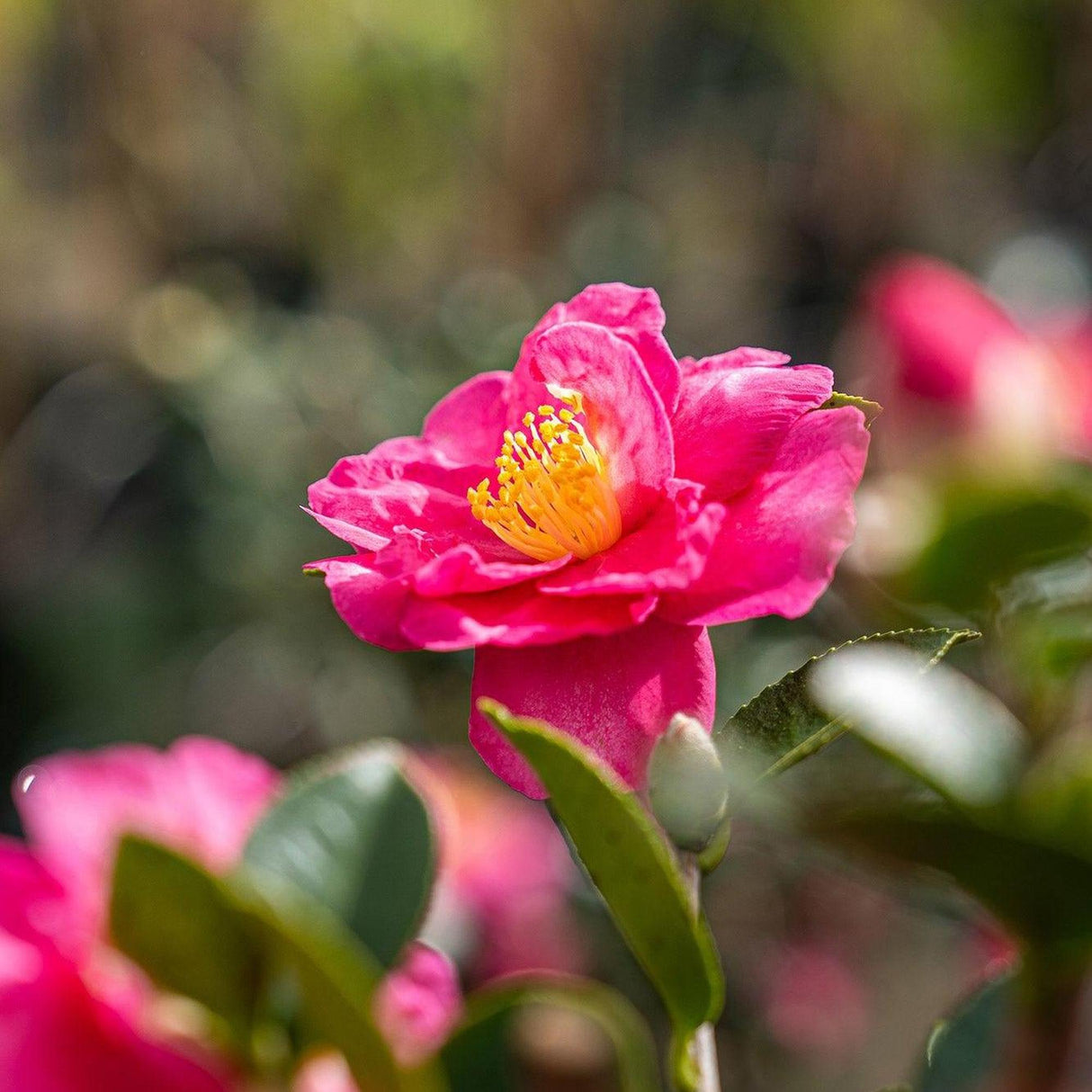 Hiryu Camellia - Camellia hiemalis 'Hiryu'-Evergreen,Flowering,Moderate Water,Outdoor,Partial Shade,Screening,Slow Growing-Nursery Near Me