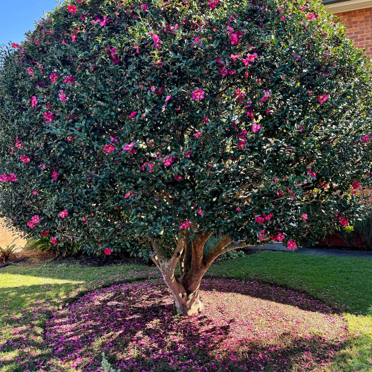 The Hiryu Camellia - Camellia hiemalis 'Hiryu', an evergreen shrub, showcases pink winter flowers and scattered petals on green grass in a sunlit garden.
