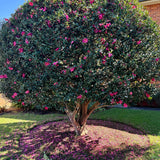 The Hiryu Camellia - Camellia hiemalis 'Hiryu', an evergreen shrub, showcases pink winter flowers and scattered petals on green grass in a sunlit garden.