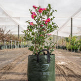 Hiryu Camellia - Camellia hiemalis 'Hiryu'-Evergreen,Flowering,Moderate Water,Outdoor,Partial Shade,Screening,Slow Growing-Nursery Near Me