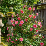 The Hiryu Camellia (Camellia hiemalis 'Hiryu'), an evergreen shrub with bright pink flowers, blooms near stone lanterns and a wooden fence in the garden.