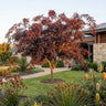 Honey Locust