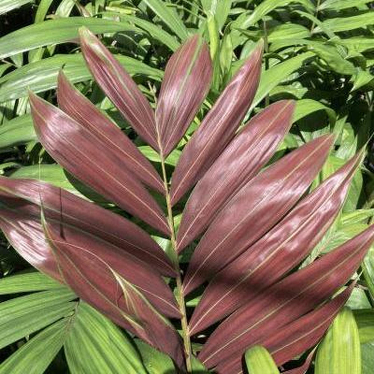 red leaf palm like plant Hooker's Red Palm - Chambeyronia macrocarpa 'Hookerii'