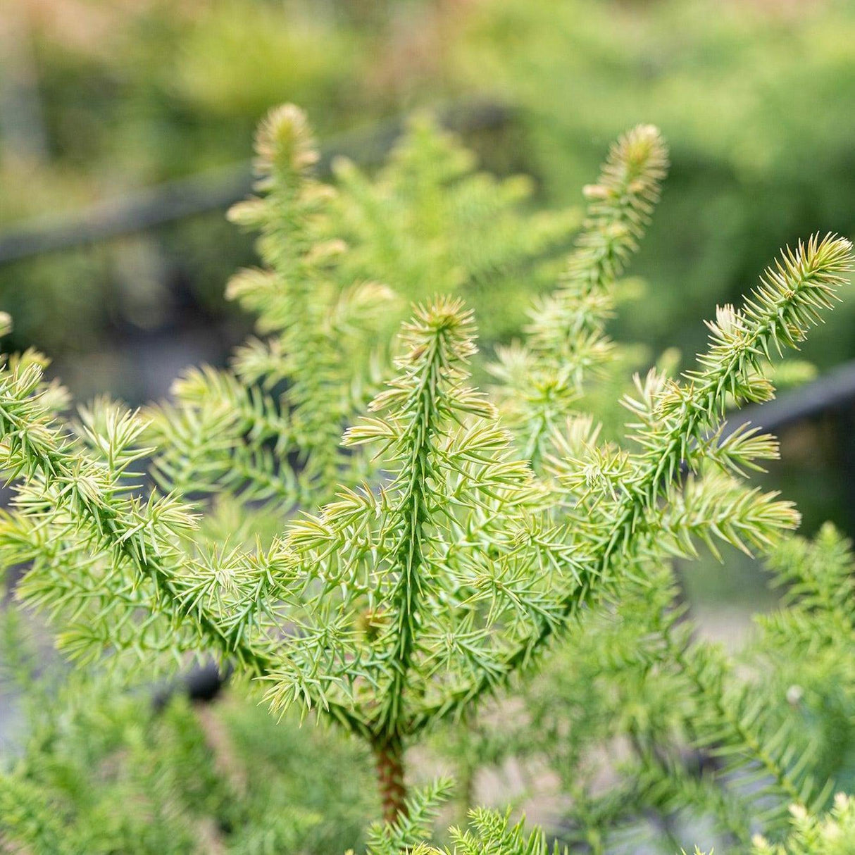 Hoop Pine Tree - Araucaria cunninghamii-Conifer,Evergreen,Full Sun,Moderate Water,Native,Outdoor,Screening,Slow Growing,Tree-Nursery Near Me