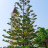 Hoop Pine Tree