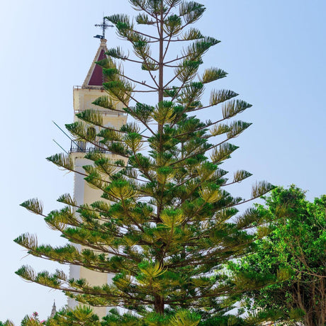 Hoop Pine Tree - Araucaria cunninghamii-Conifer,Evergreen,Full Sun,Moderate Water,Native,Outdoor,Screening,Slow Growing,Tree-Nursery Near Me