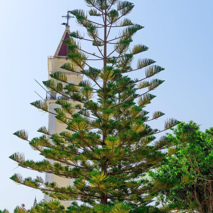 Conifers | Buy Online Australia – Nursery Near Me