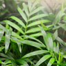 Hooperiana Palm
