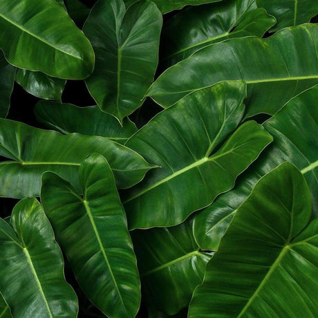 Hope Philodendron - Philodendron 'Hope'-Evergreen,Indoor,Moderate Growing,Moderate Water,Ornamental,Partial Shade,Tropical-Nursery Near Me