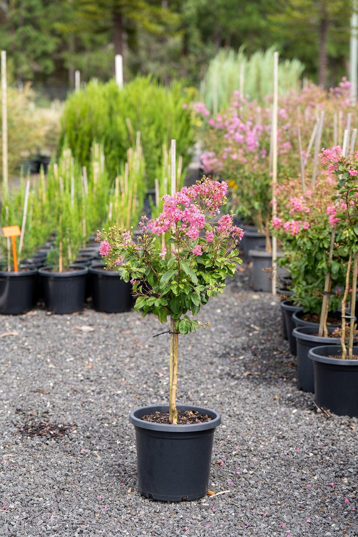 Hopi Crepe Myrtle - Lagerstroemia 'Hopi'-Deciduous,Flowering,Full Sun,Moderate Growing,Moderate Water,Outdoor,Tree-Nursery Near Me