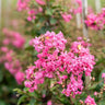 Hopi Crepe Myrtle