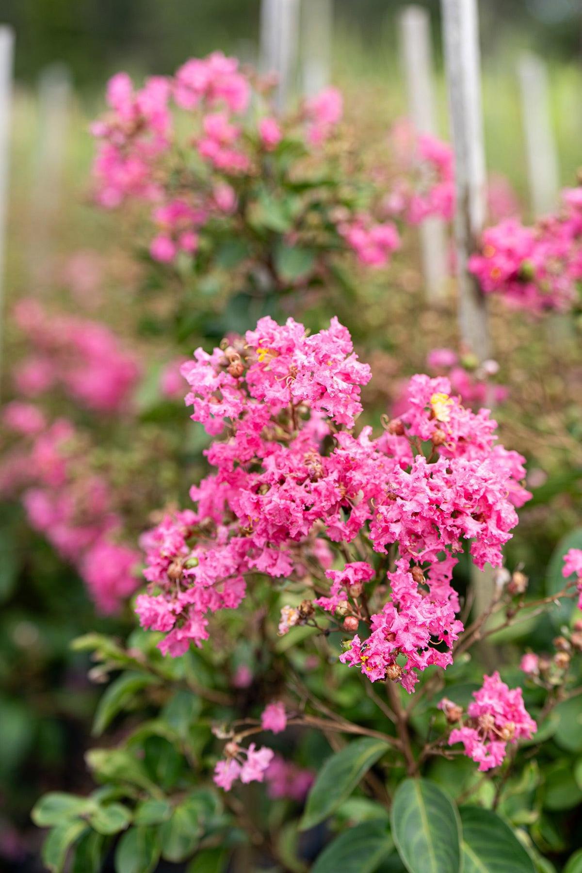 Hopi Crepe Myrtle - Lagerstroemia 'Hopi'-Deciduous,Flowering,Full Sun,Moderate Growing,Moderate Water,Outdoor,Tree-Nursery Near Me