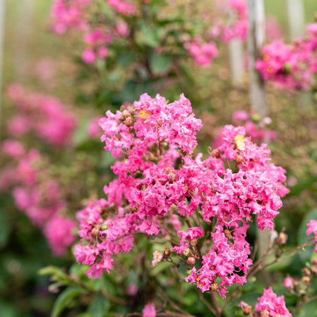 Hopi Crepe Myrtle - Lagerstroemia 'Hopi'-Deciduous,Flowering,Full Sun,Moderate Growing,Moderate Water,Outdoor,Tree-Nursery Near Me