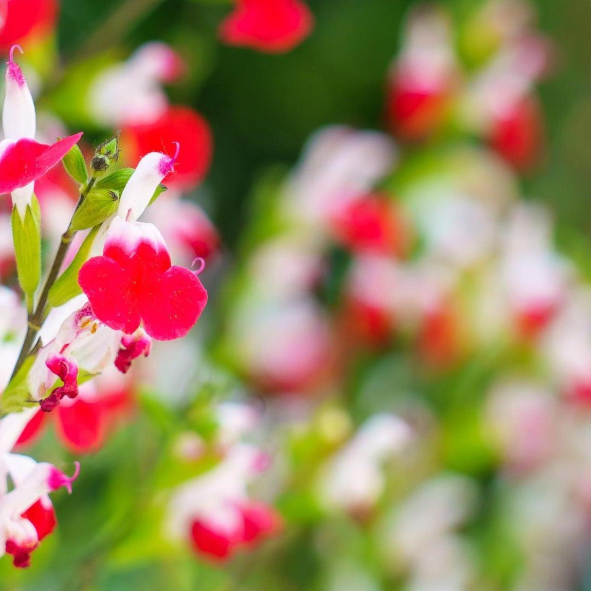 Hot Lips Sage - Salvia microphylla 'Hot Lips'-Deciduous,Fast Growing,Flowering,Full Sun,Moderate Water,Outdoor,Shrub-Nursery Near Me