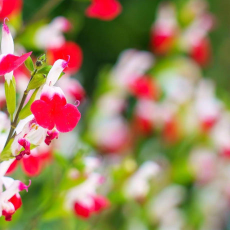 Hot Lips Sage - Salvia microphylla 'Hot Lips'-Deciduous,Fast Growing,Flowering,Full Sun,Moderate Water,Outdoor,Shrub-Nursery Near Me